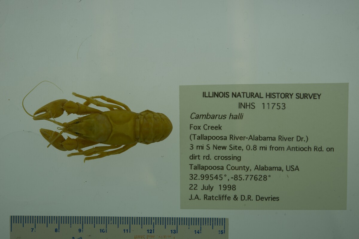 Cambarus halli image
